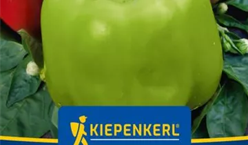 Bildvorschau