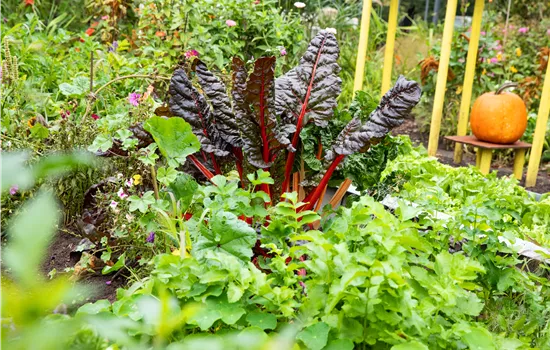 Gartenwissen im Juni: Was jetzt im Gemüsegarten zu tun ist