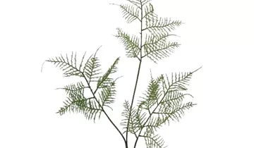 Bildvorschau