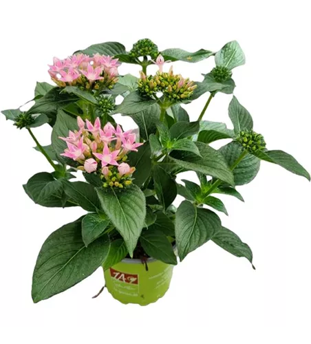 Pentas lanceolata ´Starcluster Pink´