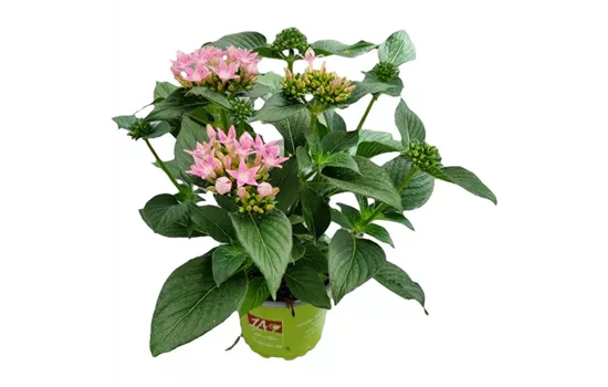 Pentas lanceolata ´Starcluster Pink´