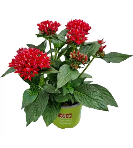 Pentas lanceolata ´Starcluster Red´