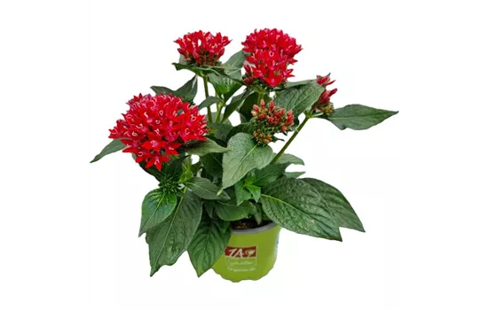 Pentas lanceolata ´Starcluster Red´