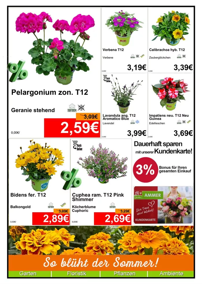 Monatsaktion Saisonpflanze Juli 25 - 1.jpg
