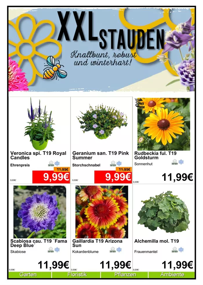 Monatsaktion Stauden Juli 25 - 1.jpg