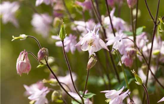 Aquilegia vulgaris