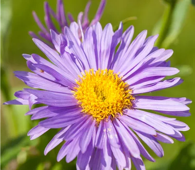 Aster alpinus