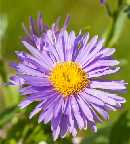 Aster alpinus