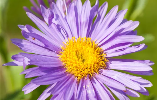 Aster alpinus