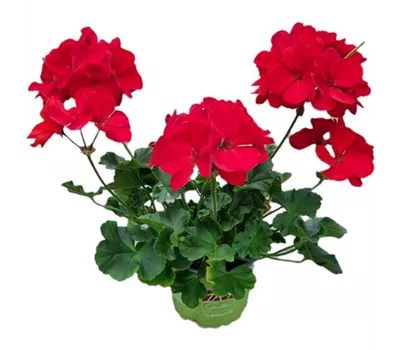 Pelargonium zonale 'Sunrise® Mattea'