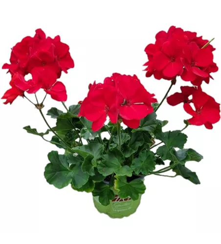 Pelargonium zonale 'Sunrise® Mattea'