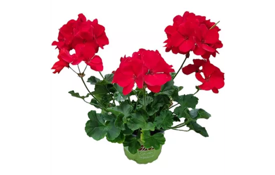 Pelargonium zonale 'Sunrise® Mattea'