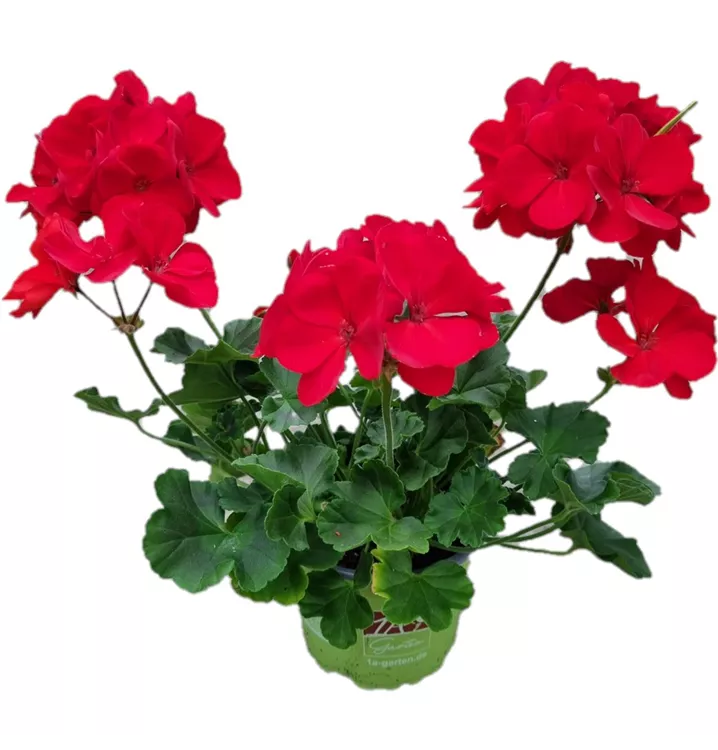 Zonal-Pelargonie 'Sunrise® Mattea'