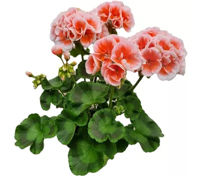 Pelargonium zonale 'Sunrise® Jessy'