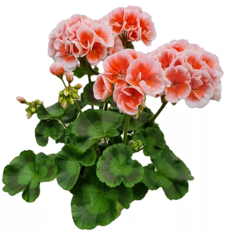 Zonal-Pelargonie 'Sunrise® Jessy'