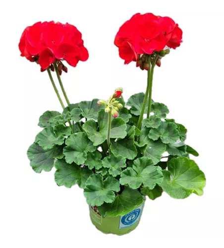 Pelargonium zonale 'Sunrise® Fernando'
