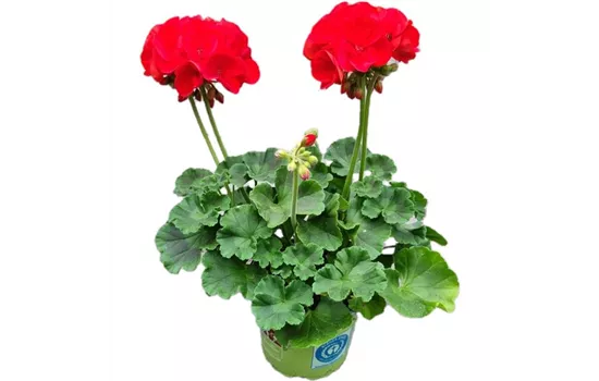 Pelargonium zonale 'Sunrise® Fernando'