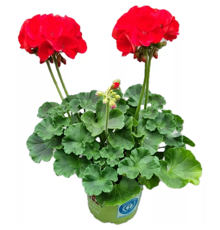 Zonal-Pelargonie 'Sunrise® Fernando'