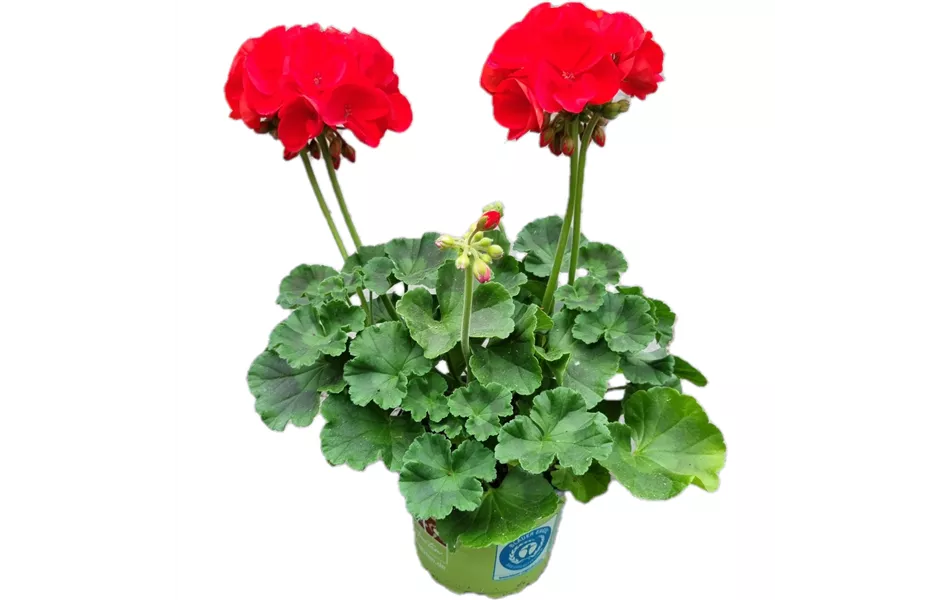 Pelargonium zonale 'Sunrise® Fernando'