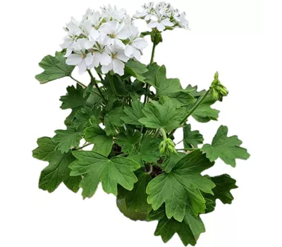 Pelargonium zonale 'Exotica Starry White'