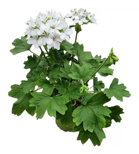 Pelargonium zonale 'Exotica Starry White'
