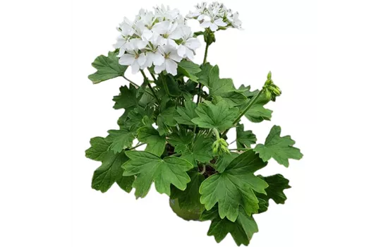 Pelargonium zonale 'Exotica Starry White'
