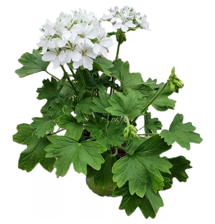 Zonalpelargonie ´Exotica Starry White´
