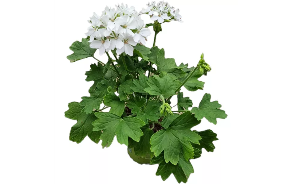 Pelargonium zonale 'Exotica Starry White'