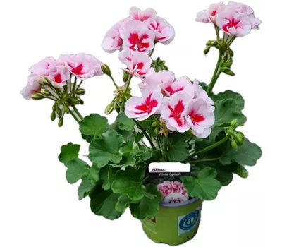 Pelargonium zonale 'Americana White Splash'