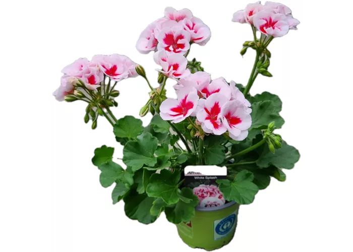 Pelargonium zonale 'Americana White Splash'