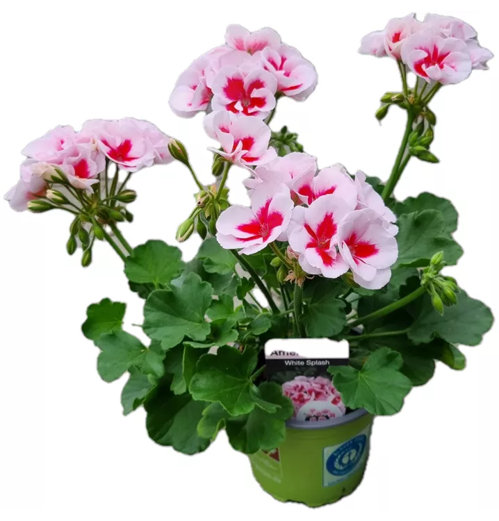 Zonalpelargonie 'Americana White Splash'
