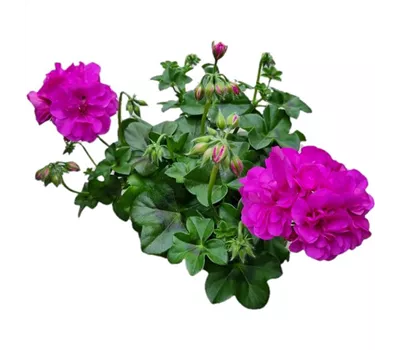 Pelargonium peltatum 'Royal® Blue'