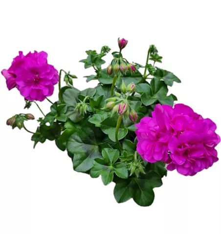 Pelargonium peltatum 'Royal® Blue'