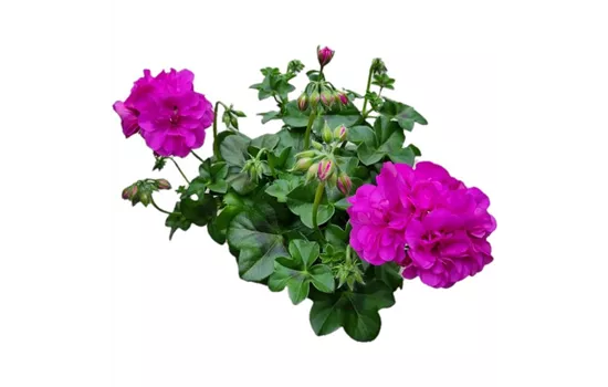Pelargonium peltatum 'Royal® Blue'