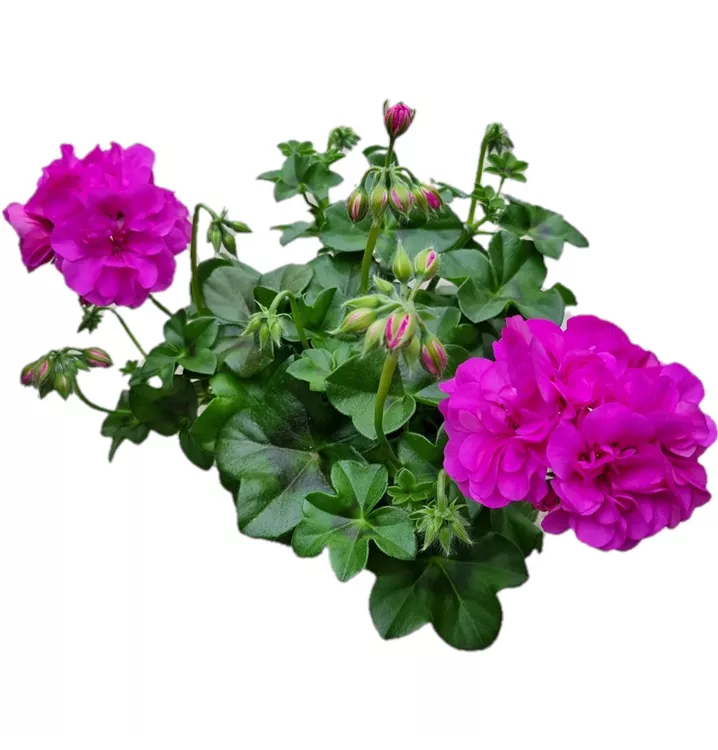 Hängegeranie 'Royal® Blue'