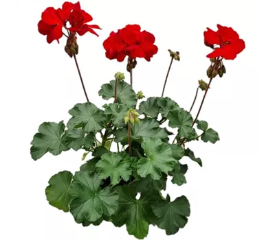 Pelargonium interspecific 'Sarita Dark Red'