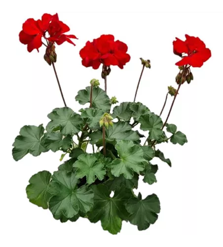 Pelargonium interspecific 'Sarita Dark Red'