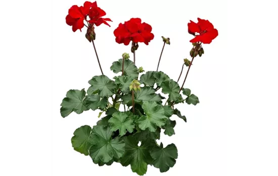 Pelargonium interspecific 'Sarita Dark Red'