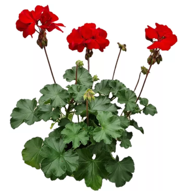 Pelargonie 'Sarita Dark Red'