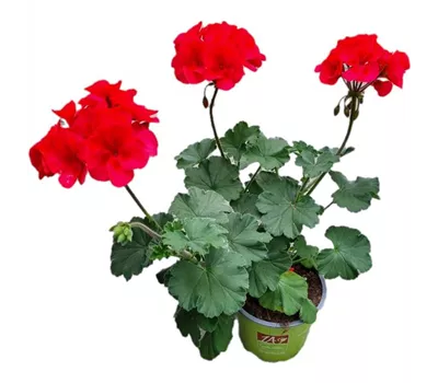 Pelargonium interspecific 'Sarita Wild Salmon'