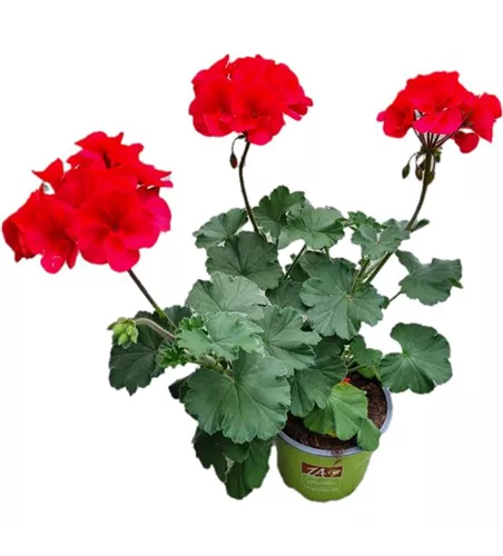 Pelargonium interspecific 'Sarita Wild Salmon'