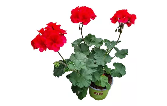 Pelargonium interspecific 'Sarita Wild Salmon'