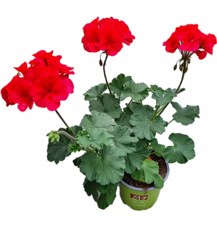 Pelargonie 'Sarita Wild Salmon'