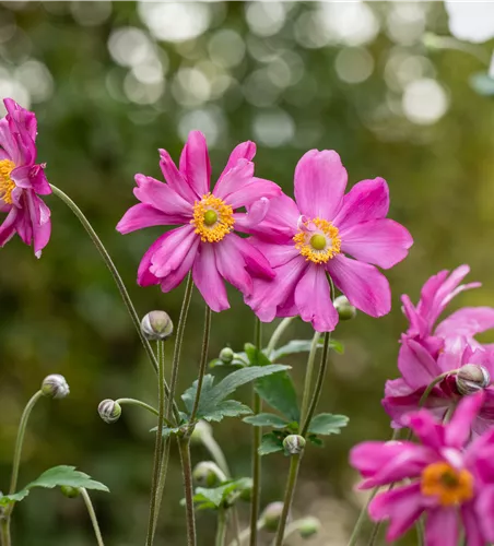 Anemone japonica 'Prinz Heinrich'