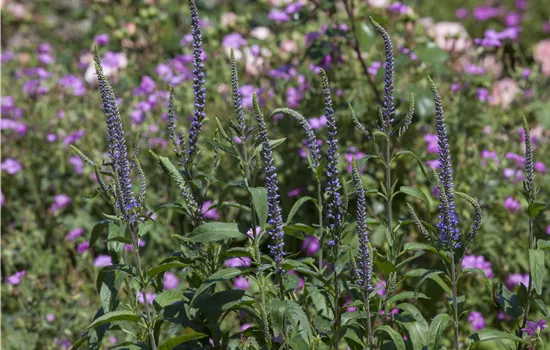 Veronica spicata