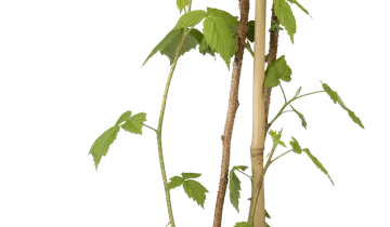 Bildvorschau