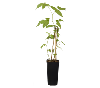 Rubus idaeus 'Aroma-Queen'(s)
