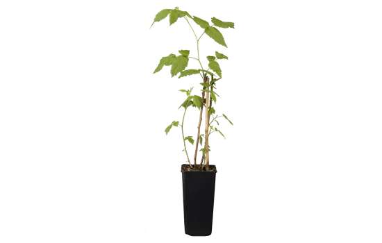 Rubus idaeus 'Aroma-Queen'(s)