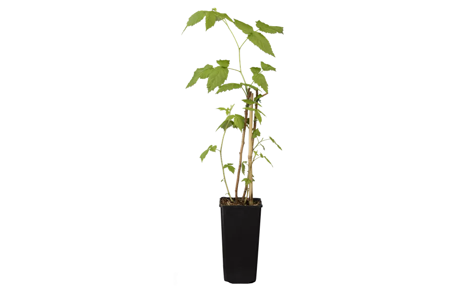 Rubus idaeus 'Aroma-Queen'(s)