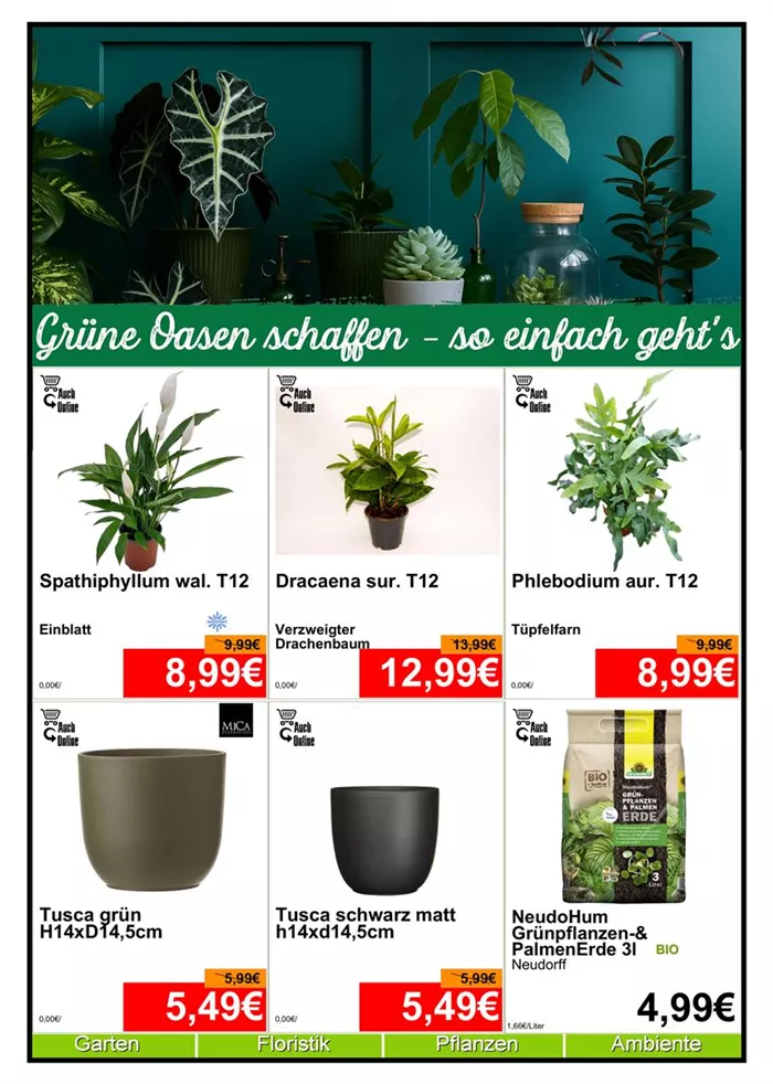 Zimmerpflanzen - Din A4 Beilage - 6 x 779px - 1.jpg